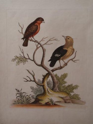 Pl. 83 Brown Bull-Finch, crna i žuta Manakyn
