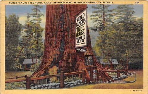 Crveno drvo, CALIFORNIA Razglednica