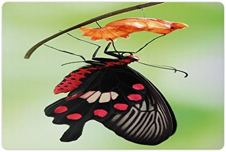 Ambesonne swallowtail Butterfly pet Mat za hranu i vodu, trenutak izlazi iz Cocoon Chrysalis transformacije,