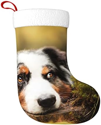 Waymay Australian Shepherd Dog Božićne čarape 18 inča Xmas Viseći čarape klasične čarape za uređenje
