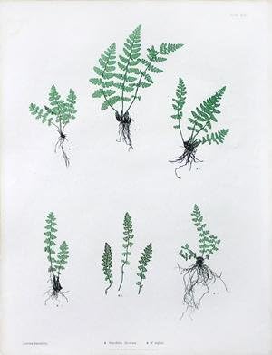 Woodsia ilvensis; W. alpine, Pl. XLVII