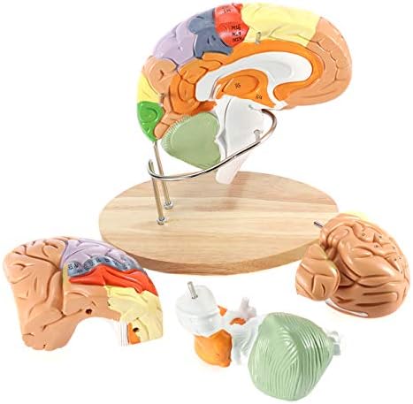 Beamnova anatomija ljudski modeli: model kičme, Model mozga u prirodnoj veličini, 2 puta model mozga u prirodnoj